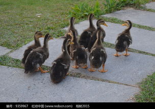 红动网高清鸭子图片下载指南——家禽家畜精选资源