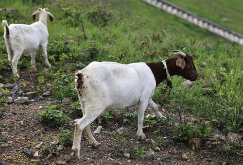 波尔山羊图片素材下载 精选家禽家畜摄影素材库