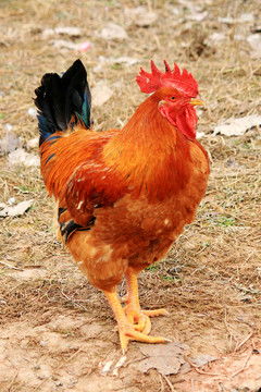 散养红公鸡 家禽家畜摄影素材的独特魅力
