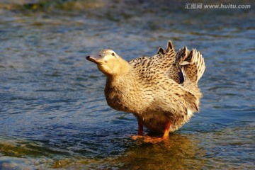 家禽家畜摄影 以鸭子饮水为例的优质素材创作指南