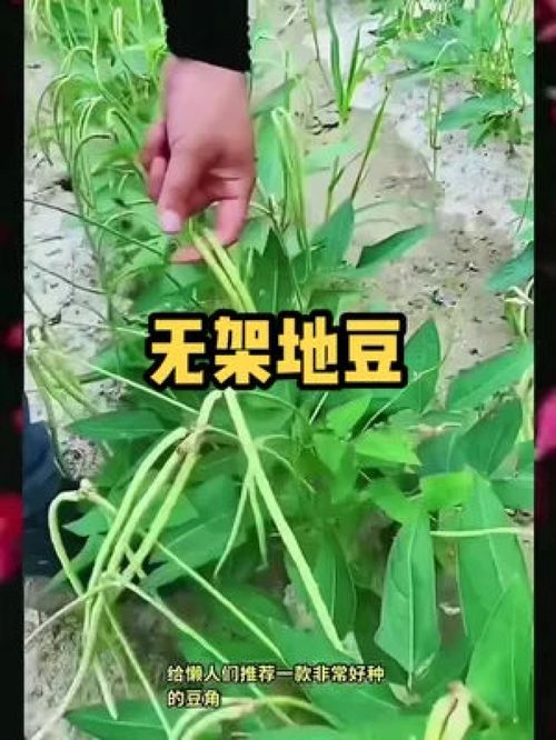 无架豆角 高产方便的优质农产品，助力三农服务