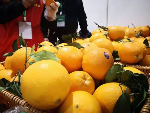 长宁双休日优质农产品盛会 七百余种特色农产品齐聚，仅限三天