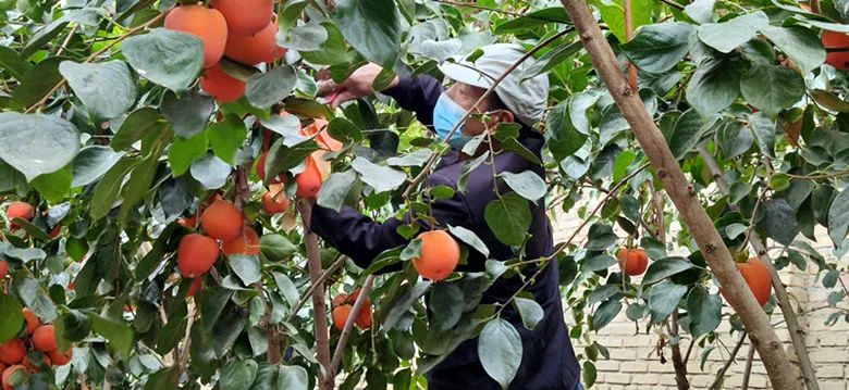 好“丰”景 | 柿子成熟满枝头，特色种植铺就“柿”业振兴路