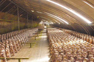 点赞！本地产香菇成功“垄断”拉萨市场，高原特色农业绽放新活力