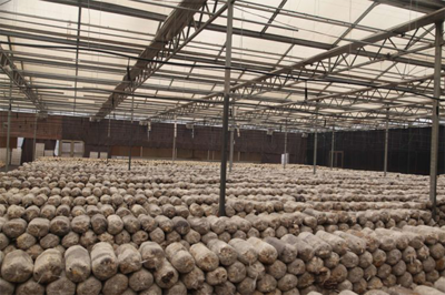 问计问需听民声 刁镇组织区人大代表会前集中视察，聚焦农产品种植发展新路径