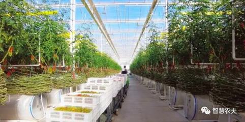 标准化种植 塑造“高颜值”农产品的核心竞争力