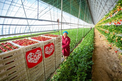 拼多多双轮驱动 农产品上行与工业品下行的创新探索