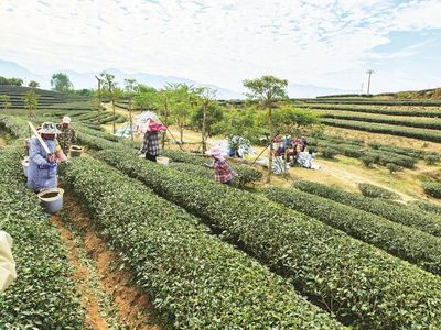 惠州高端农产品种植 品质引领，品牌赋能，向高而行