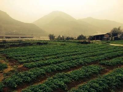 太子参“安家”连南塘冲村，产业富民路更宽——记乡村新闻官唐牧铭的引种故事
