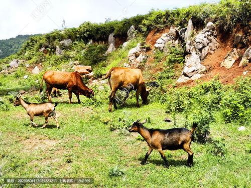 家禽家畜摄影素材 牛羊成群图片资源大全