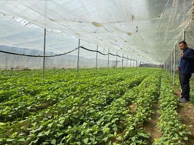 金乡兴隆镇 小小地瓜苗，铸就群众增收致富“金秧子”