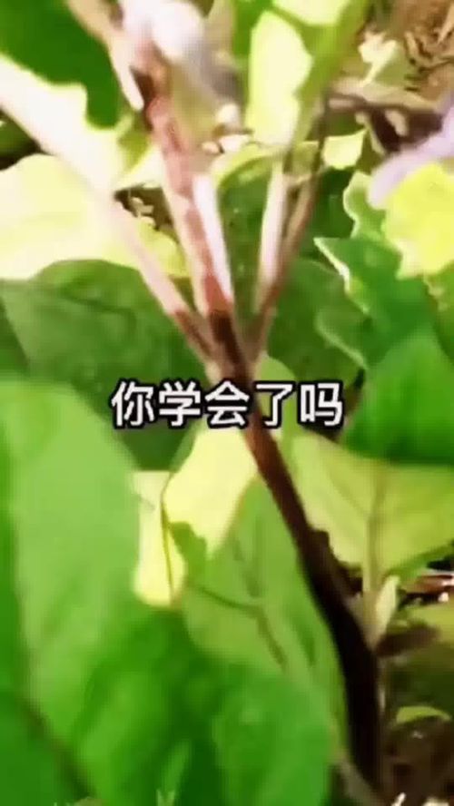 农业种植小技巧与优质农产品合拍指南
