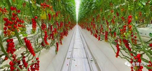 标准化种植，造就高颜值农产品