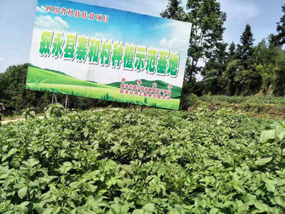 承载儿时记忆的家乡味道——鸿艺粉丝与农产品种植的温暖传承