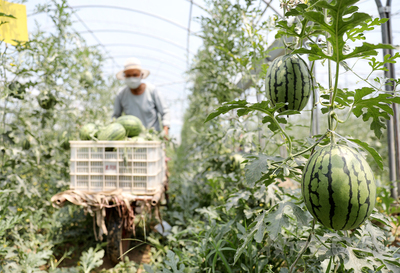 农产品种植 保障粮食安全，推动乡村振兴