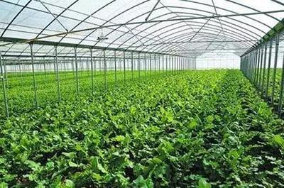 农产品种植环节中的主要成本构成及其影响