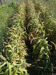 田畴新画卷 探访农产品种植示范田的丰饶与生机