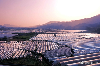 融安金桔荣膺全国名特优新农产品，产业升级助力乡村振兴