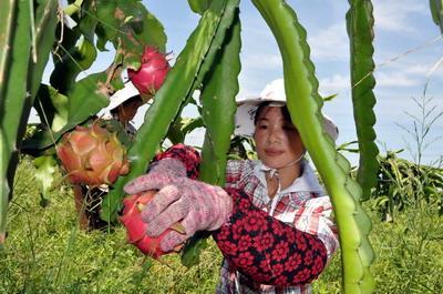 蓟州红心火龙果迎丰收，种植业转型点亮农民致富路
