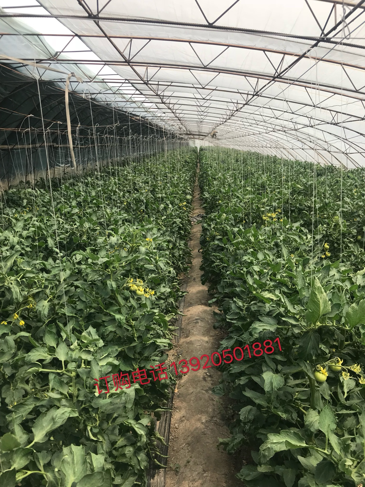 正宗欢坨水果西红柿 铁皮盐碱地种出的自然味道