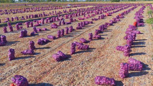 永昌县14类38个农产品获得国家绿色食品认证，绿色种植引领农业高质量发展